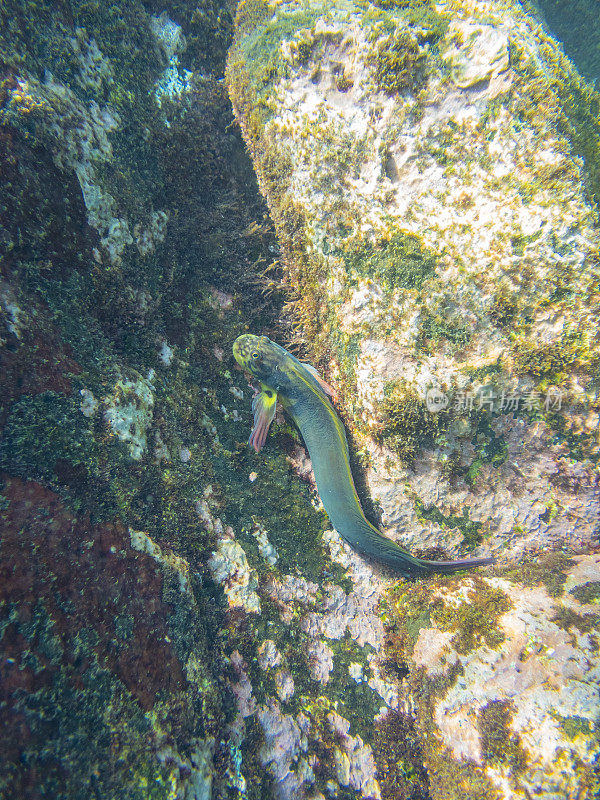 Molly Miller (Scartella cristata)在La Palma, Playa de Los canajos。